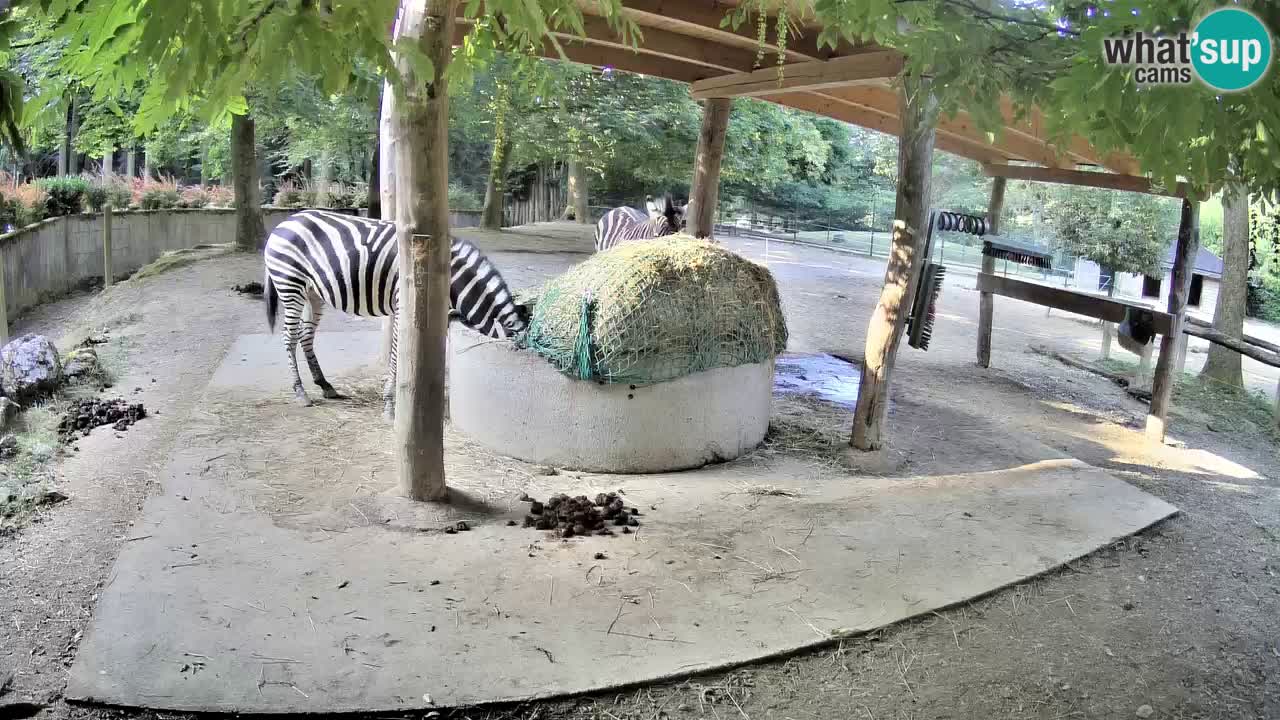 Camera en vivo Cebras in Ljubljana ZOO – Eslovenia