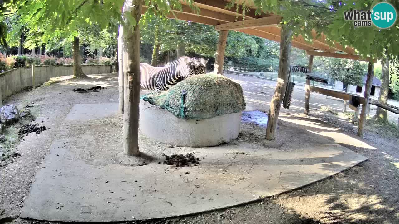 Live Webcam Zebras in Ljubljana ZOO – Slowenien