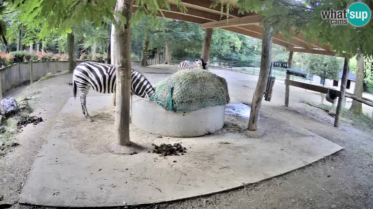 Camera en vivo Cebras in Ljubljana ZOO – Eslovenia