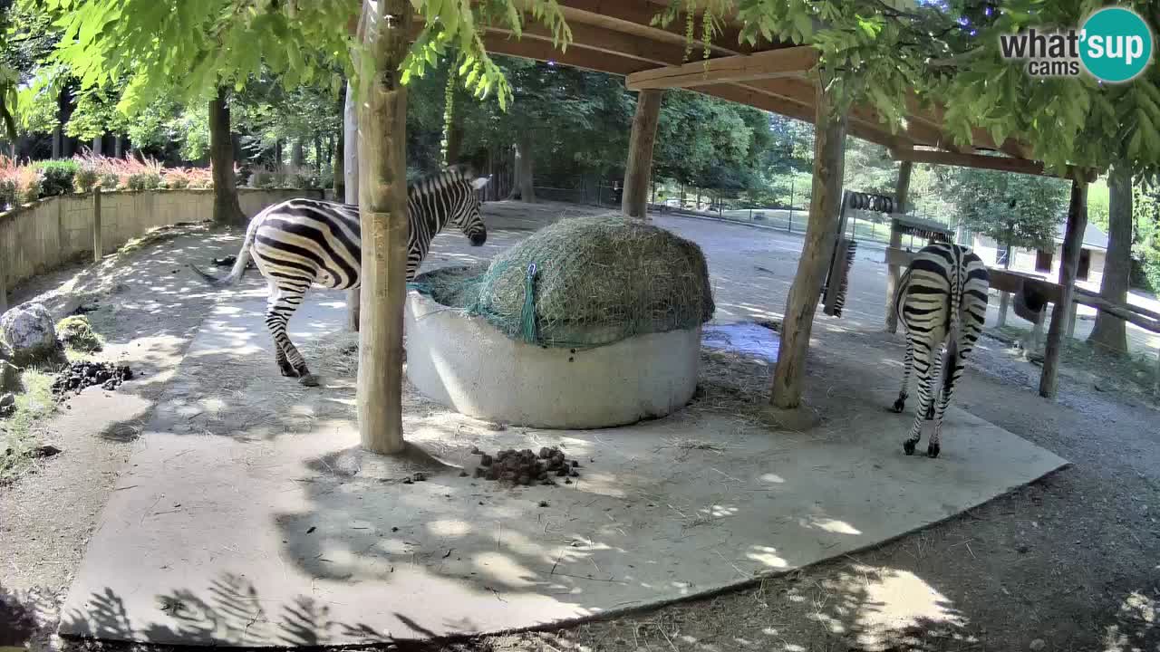 Live webcam Zebras in Ljubljana ZOO – Slovenia