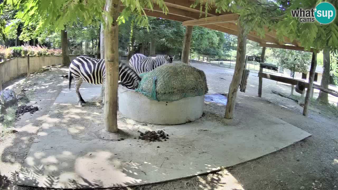 Zebre v živo v živalskem vrtu Ljubljana ZOO spletne kamere