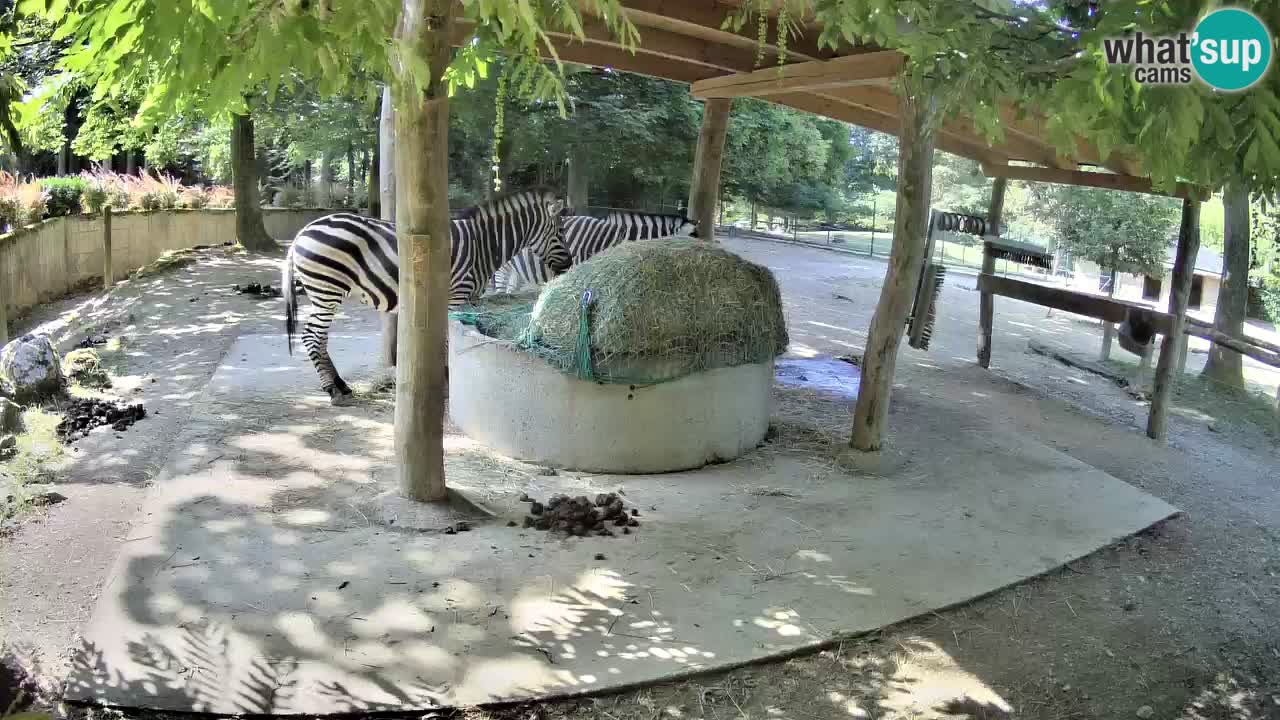 Live webcam Les zèbres in Ljubljana ZOO – Slovénie