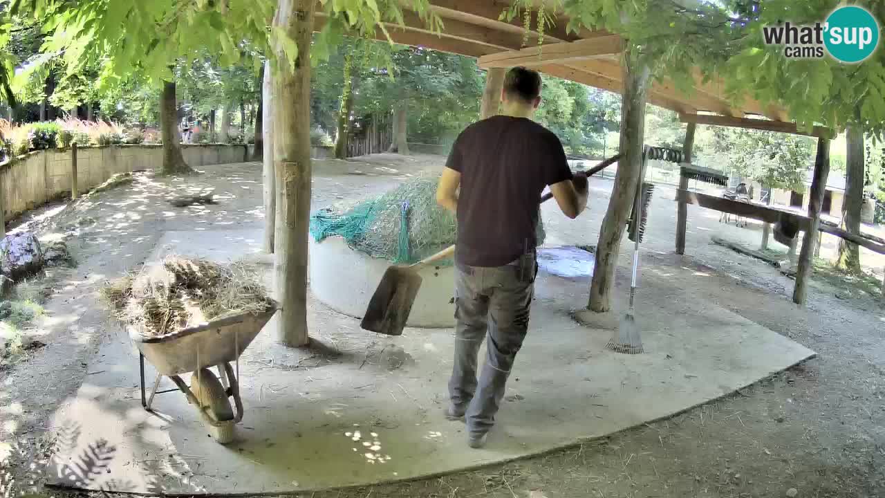 Live webcam Zebras in Ljubljana ZOO – Slovenia