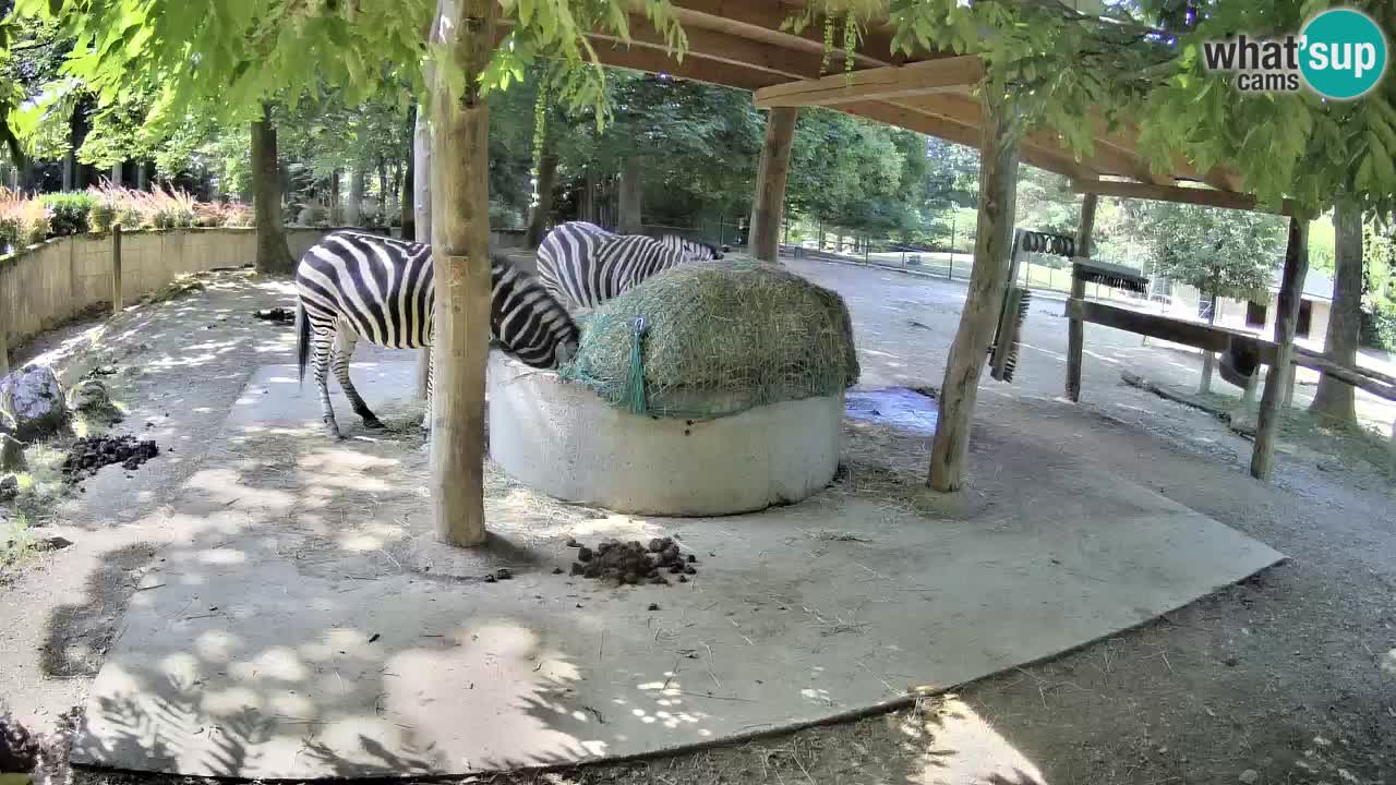 Live webcam Zebras in Ljubljana ZOO – Slovenia
