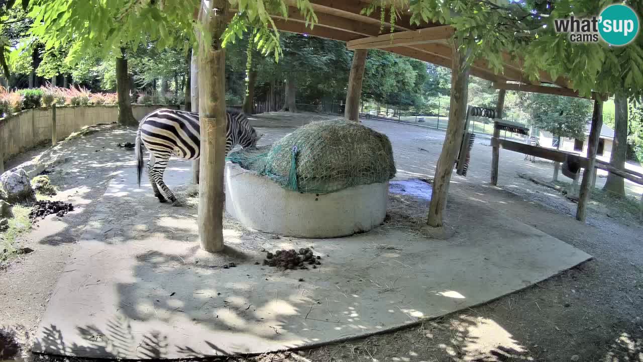 Web kamera uživo Zebras u ZOO Ljubljana – Slovenija