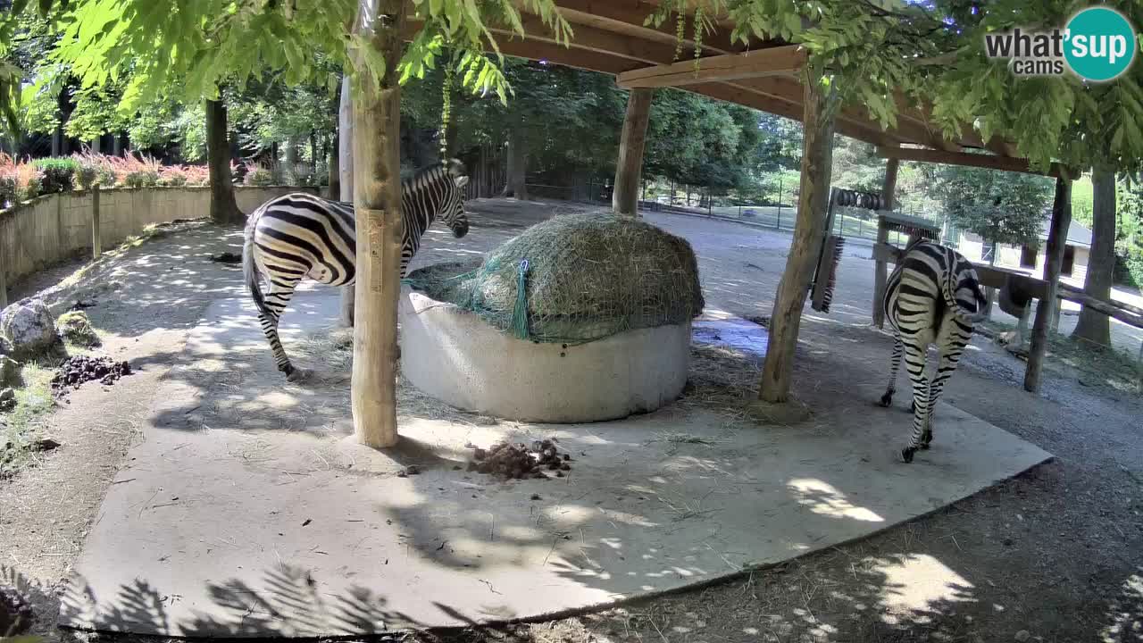 Zebre v živo v živalskem vrtu Ljubljana ZOO spletne kamere