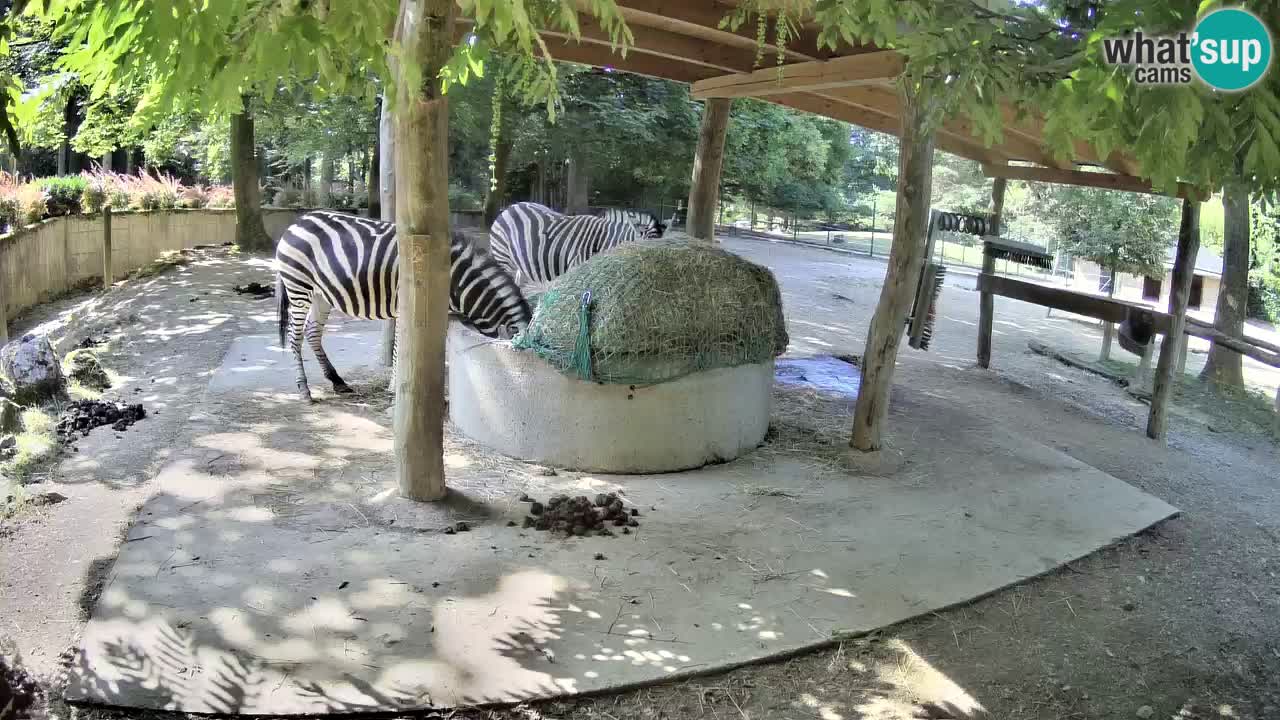 Web kamera uživo Zebras u ZOO Ljubljana – Slovenija
