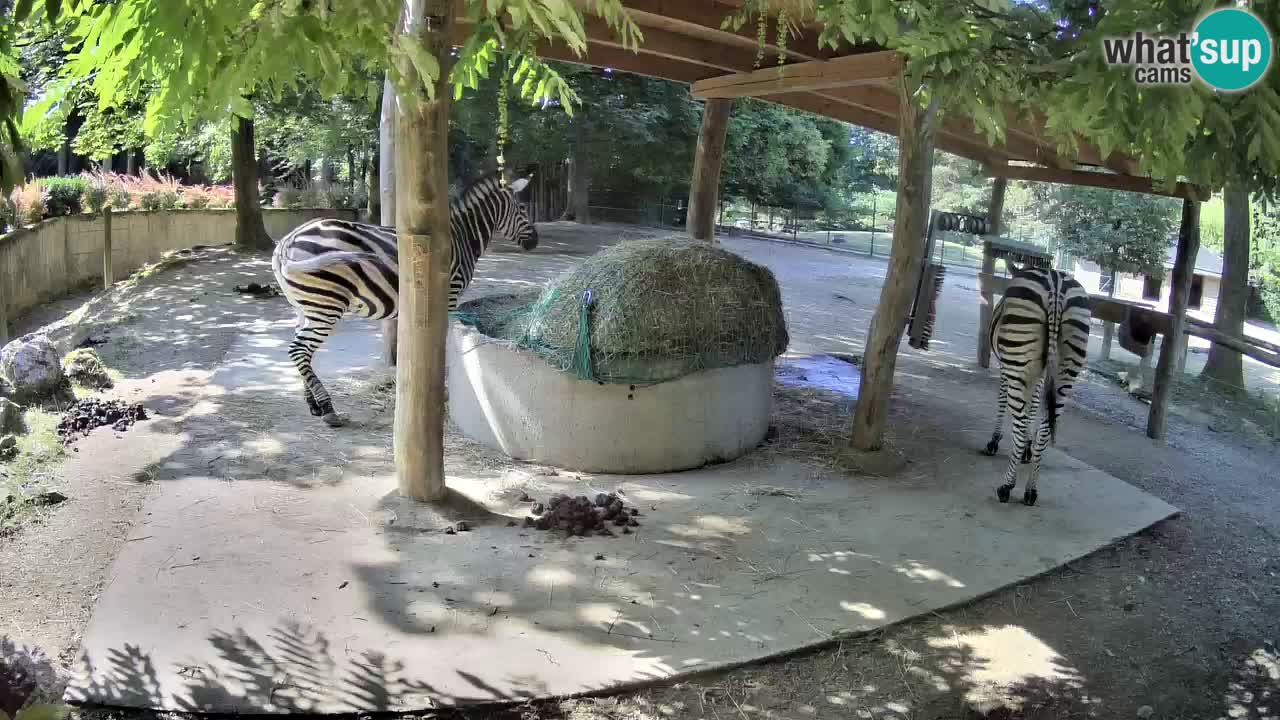 Live Webcam Zebras in Ljubljana ZOO – Slowenien