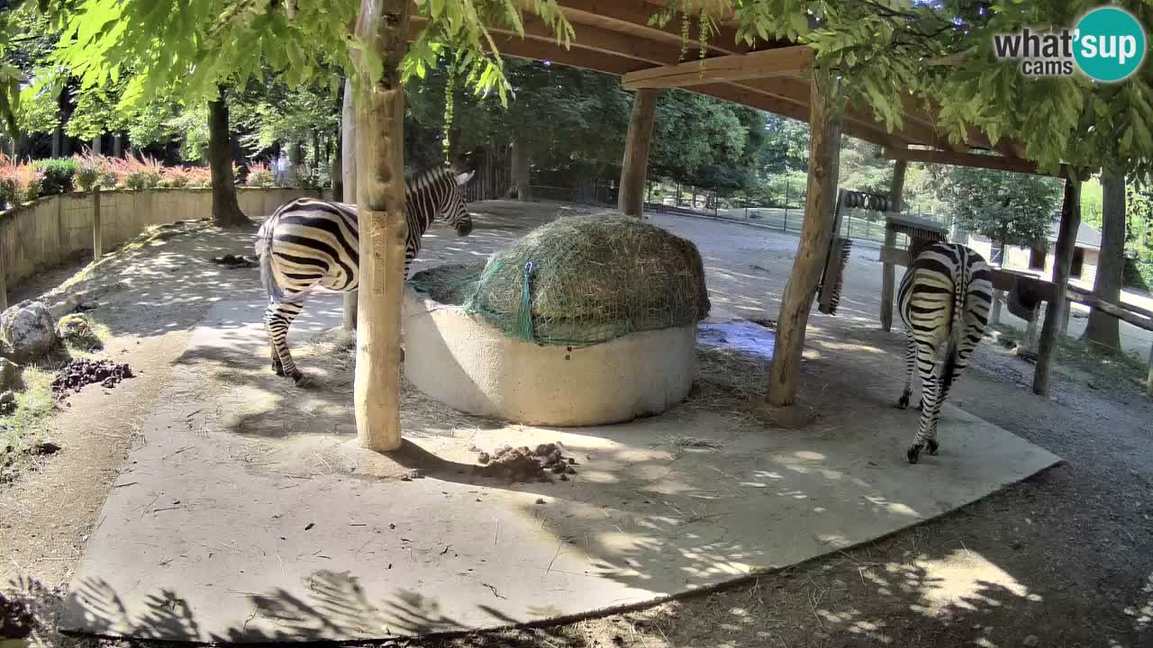 Web kamera uživo Zebras u ZOO Ljubljana – Slovenija