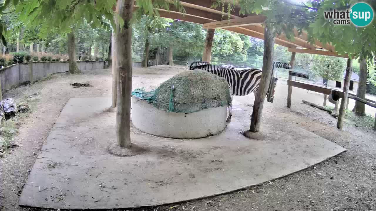 Live Webcam Zebras in Ljubljana ZOO – Slowenien
