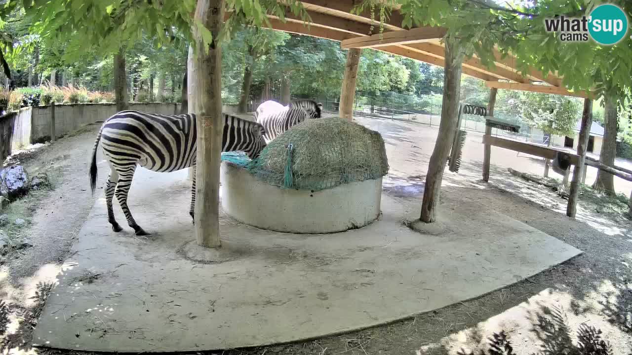 Web kamera uživo Zebras u ZOO Ljubljana – Slovenija