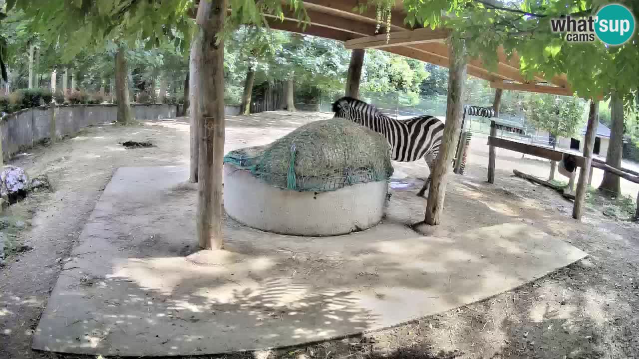 Camera en vivo Cebras in Ljubljana ZOO – Eslovenia
