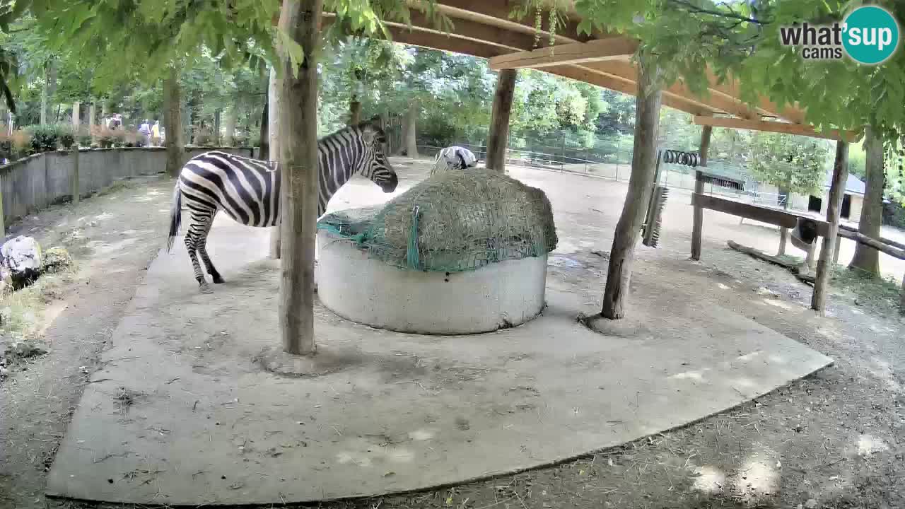 Zebre v živo v živalskem vrtu Ljubljana ZOO spletne kamere