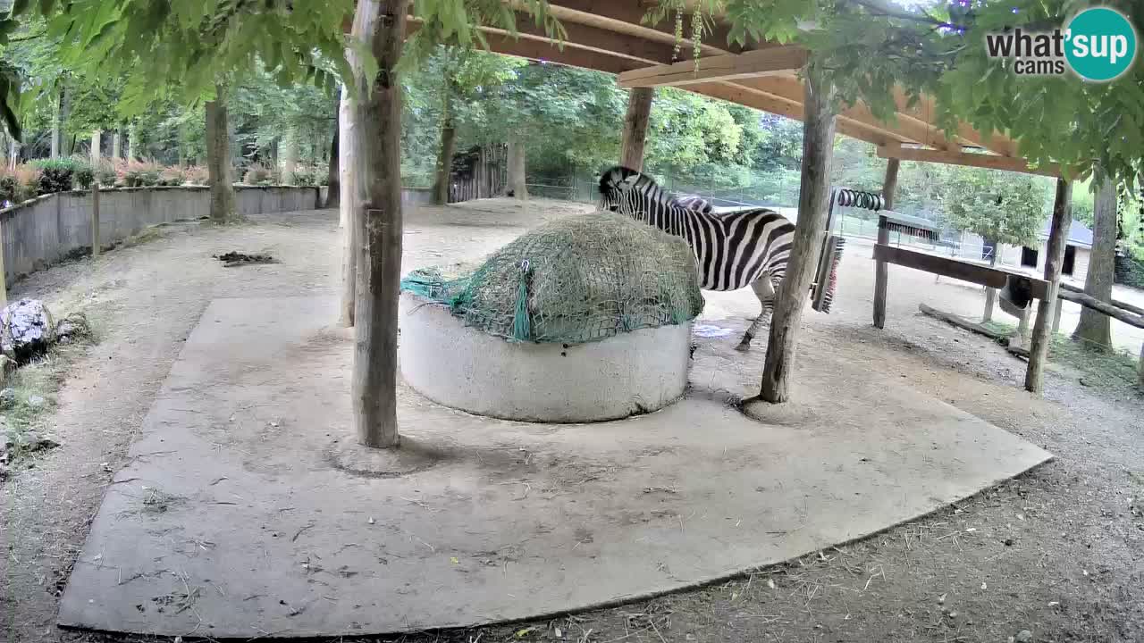 Live webcam Zebras in Ljubljana ZOO – Slovenia