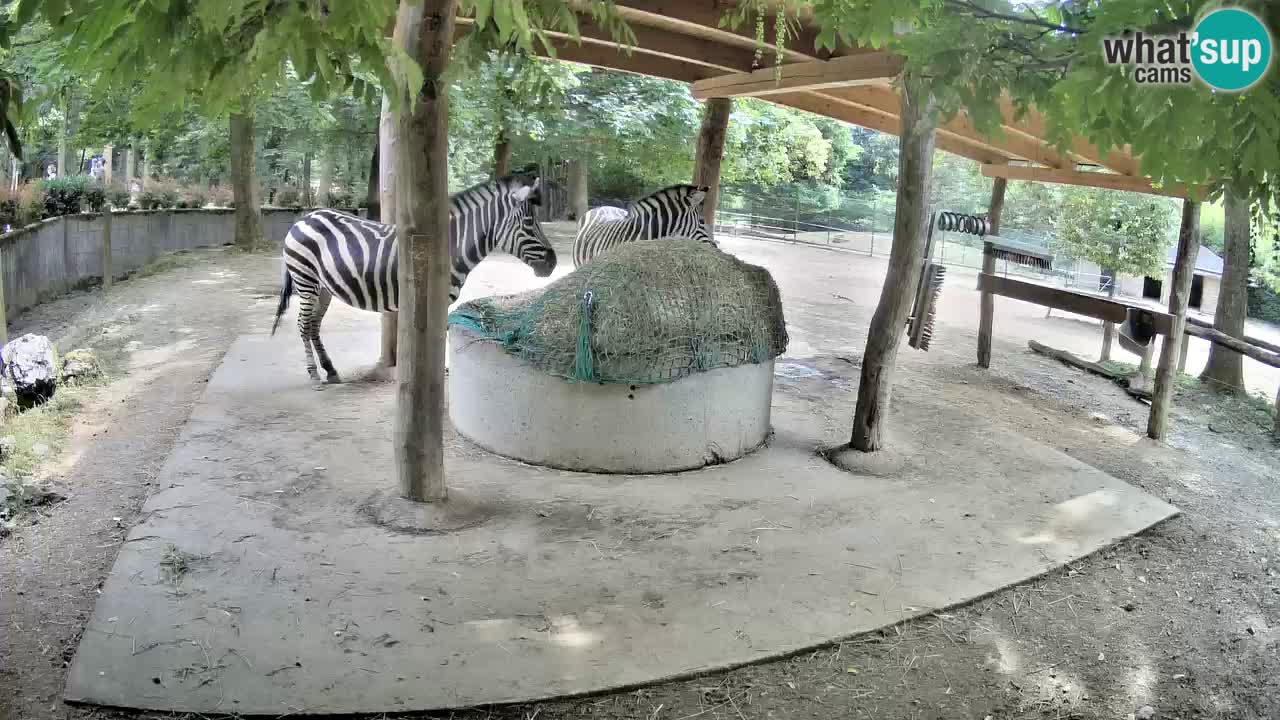 Live Webcam Zebras in Ljubljana ZOO – Slowenien