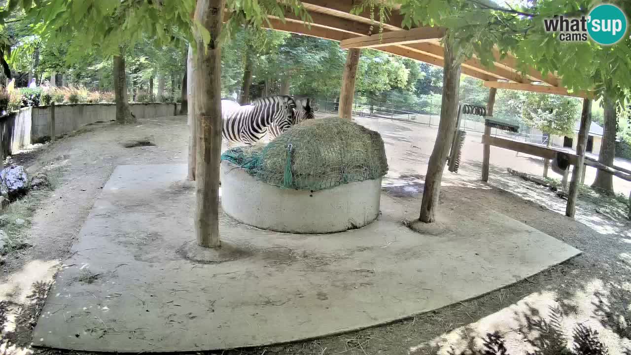 Live webcam Zebras in Ljubljana ZOO – Slovenia