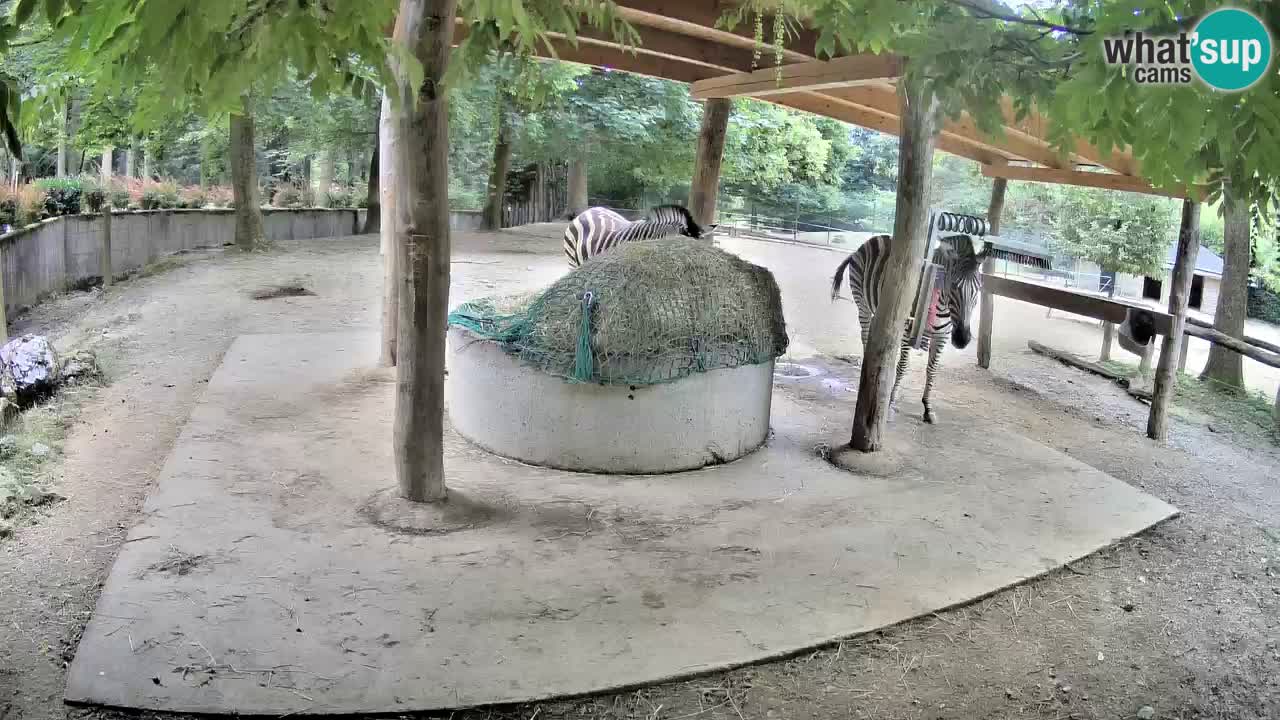 Camera en vivo Cebras in Ljubljana ZOO – Eslovenia