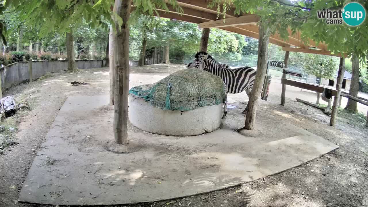 Web kamera uživo Zebras u ZOO Ljubljana – Slovenija