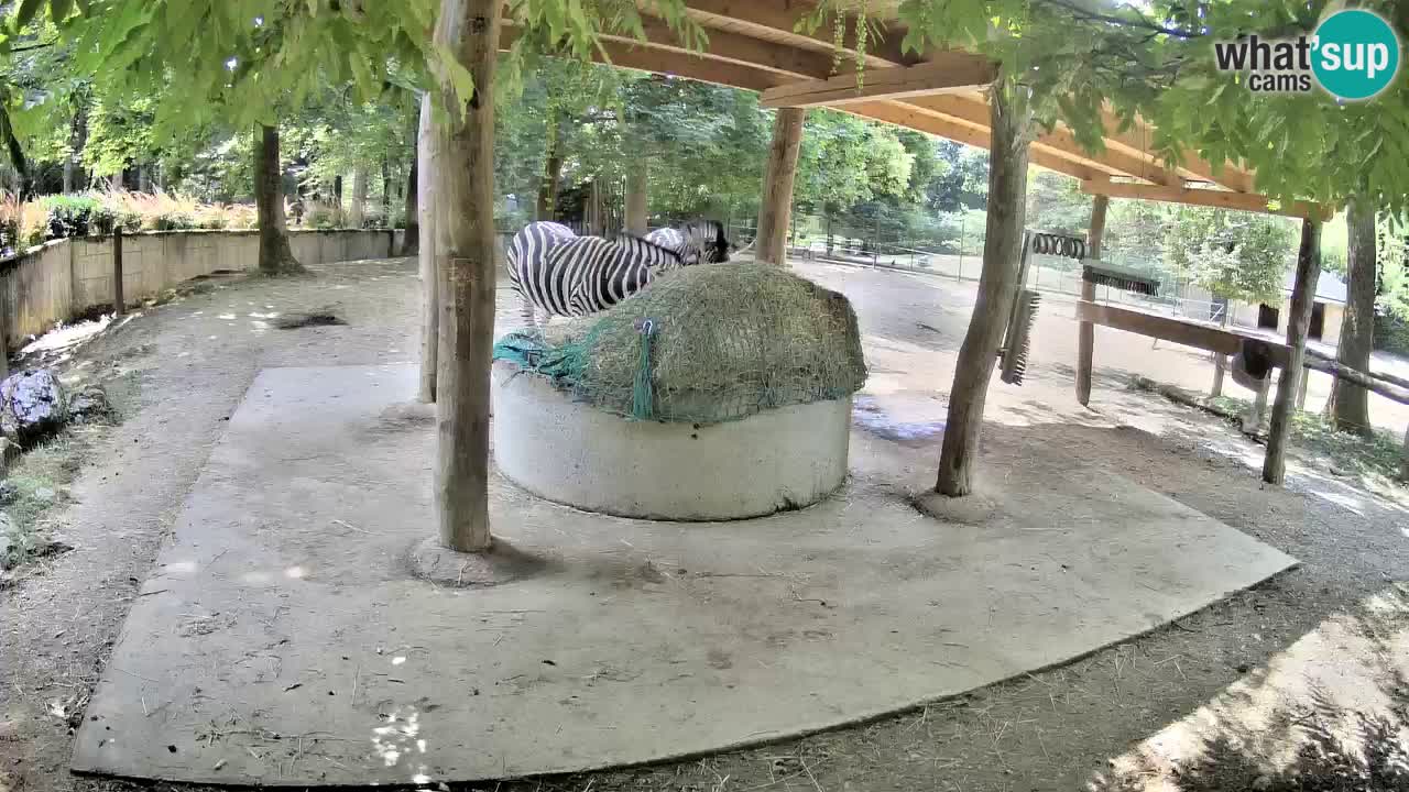 Live webcam Zebras in Ljubljana ZOO – Slovenia