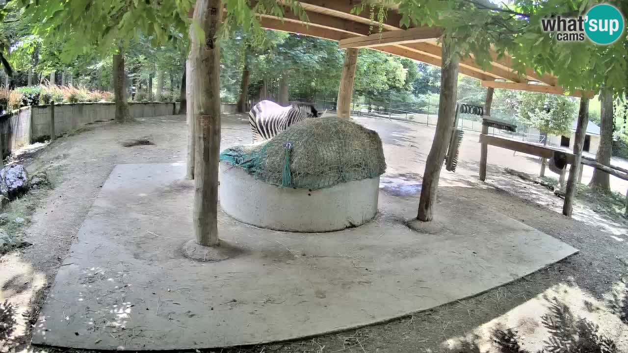 Live webcam Les zèbres in Ljubljana ZOO – Slovénie