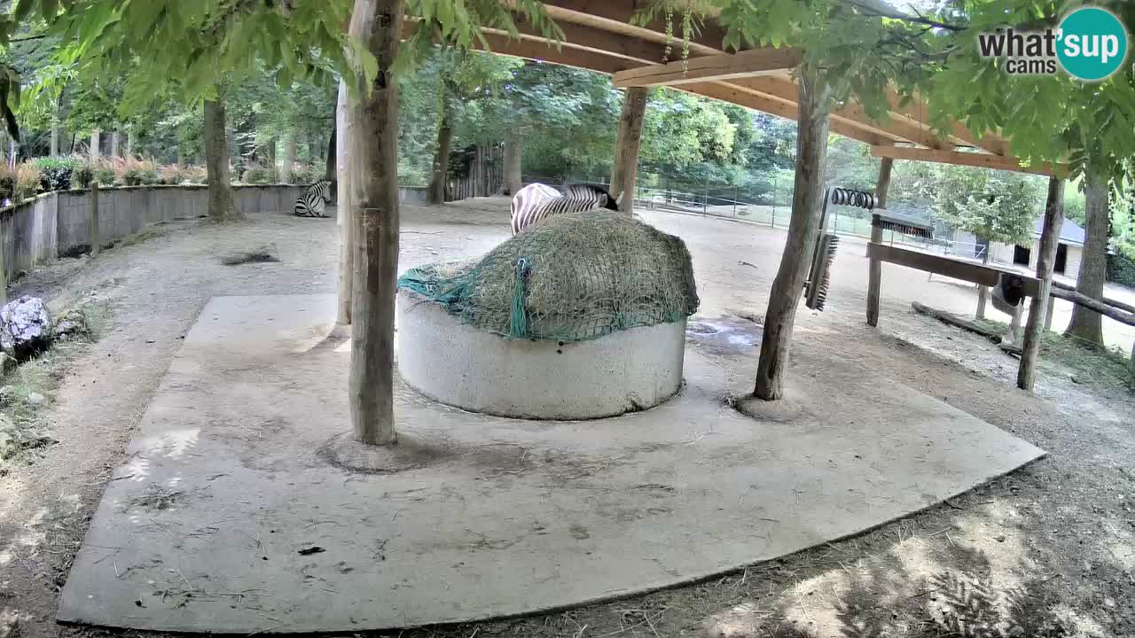 Live webcam Zebras in Ljubljana ZOO – Slovenia