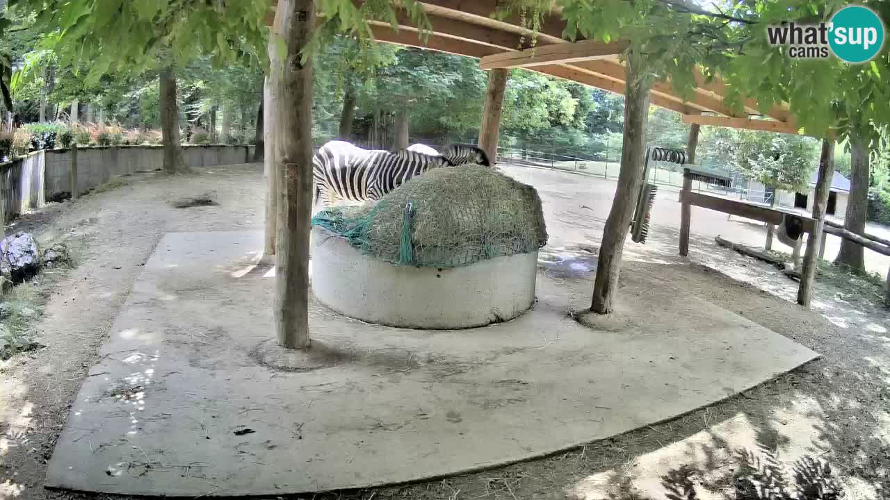Le Zebre nello ZOO di Ljubljana – Slovenia Live webcam