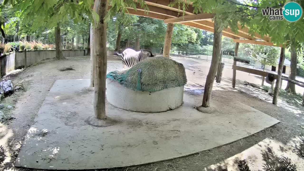 Zebre v živo v živalskem vrtu Ljubljana ZOO spletne kamere
