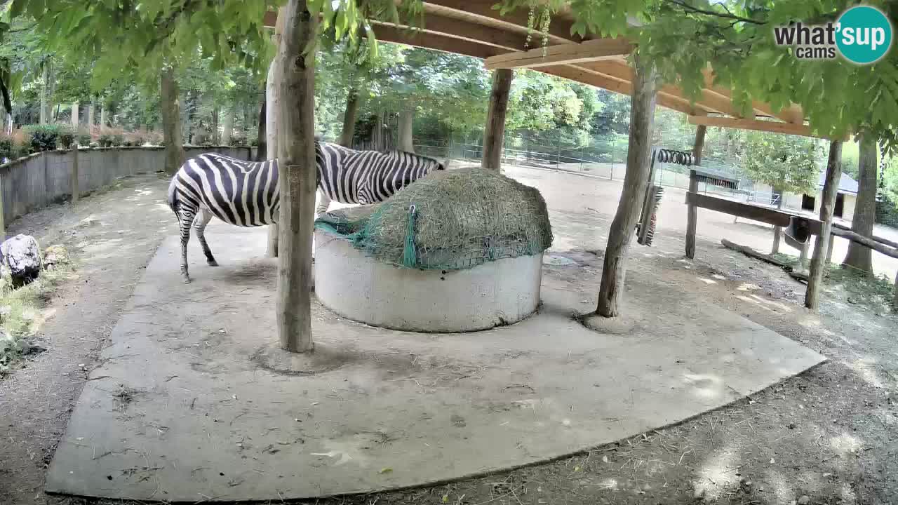 Live Webcam Zebras in Ljubljana ZOO – Slowenien