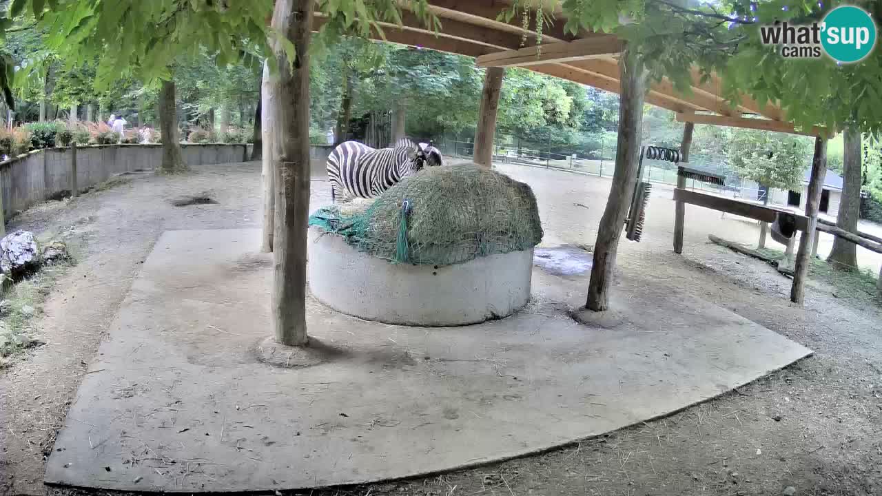 Live webcam Zebras in Ljubljana ZOO – Slovenia