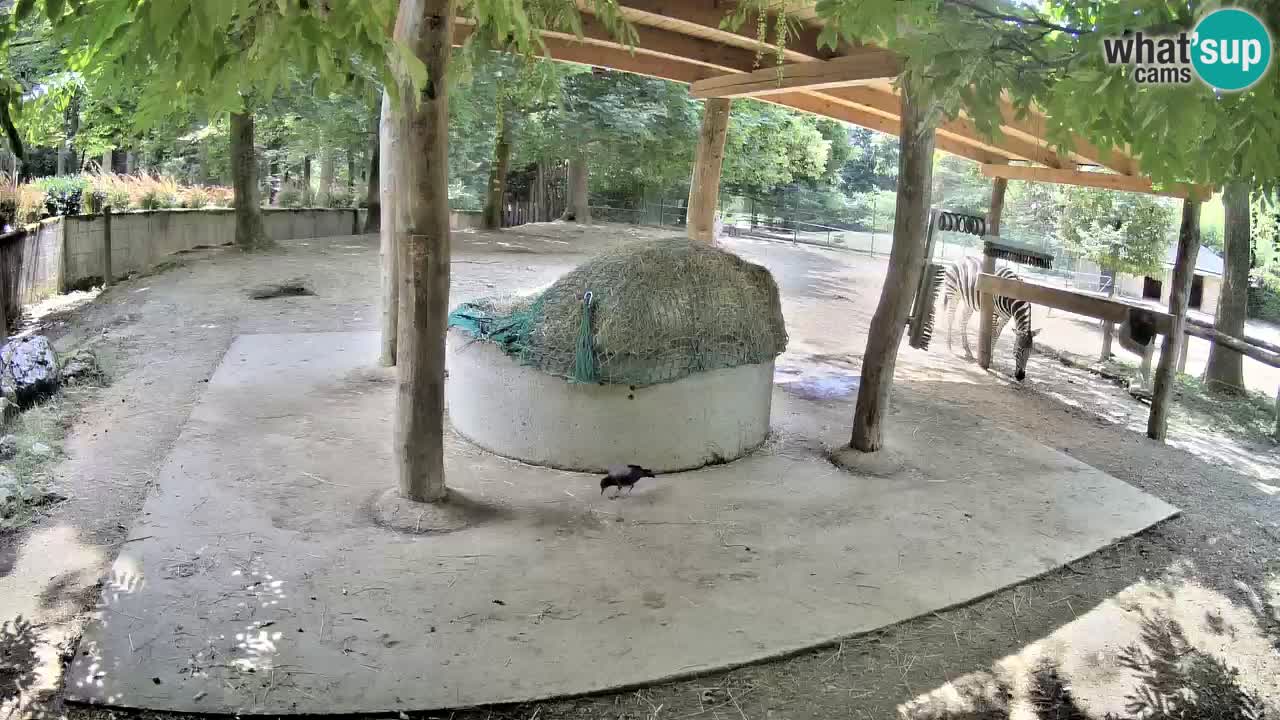 Web kamera uživo Zebras u ZOO Ljubljana – Slovenija