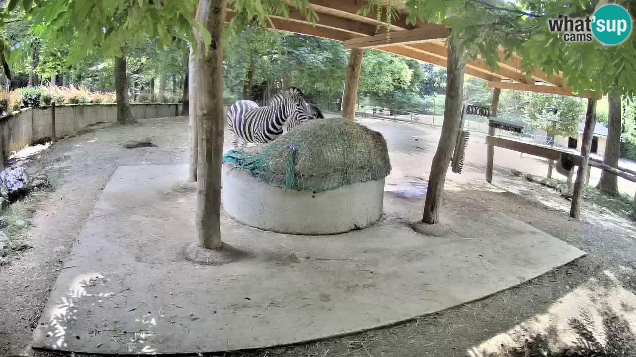 Camera en vivo Cebras in Ljubljana ZOO – Eslovenia