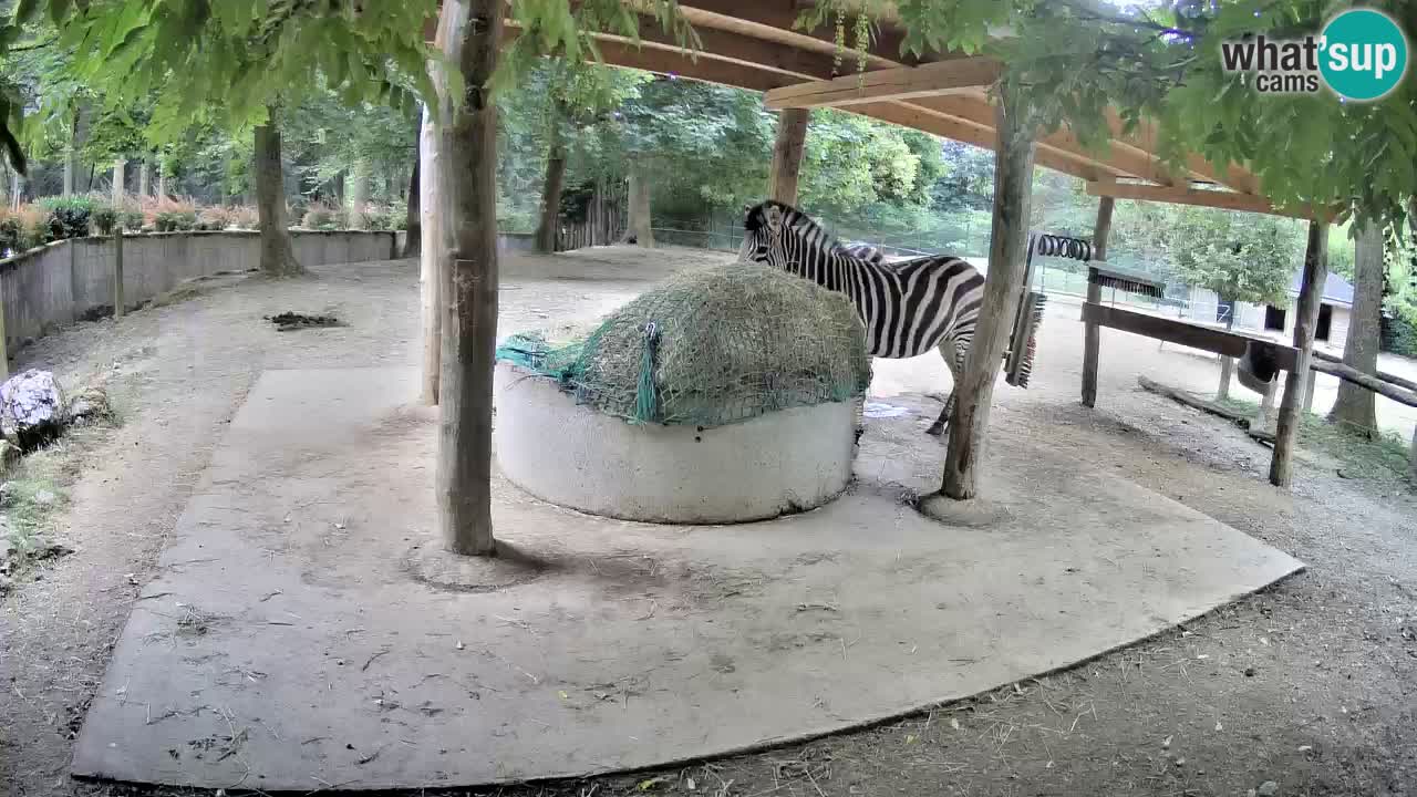 Live webcam Les zèbres in Ljubljana ZOO – Slovénie