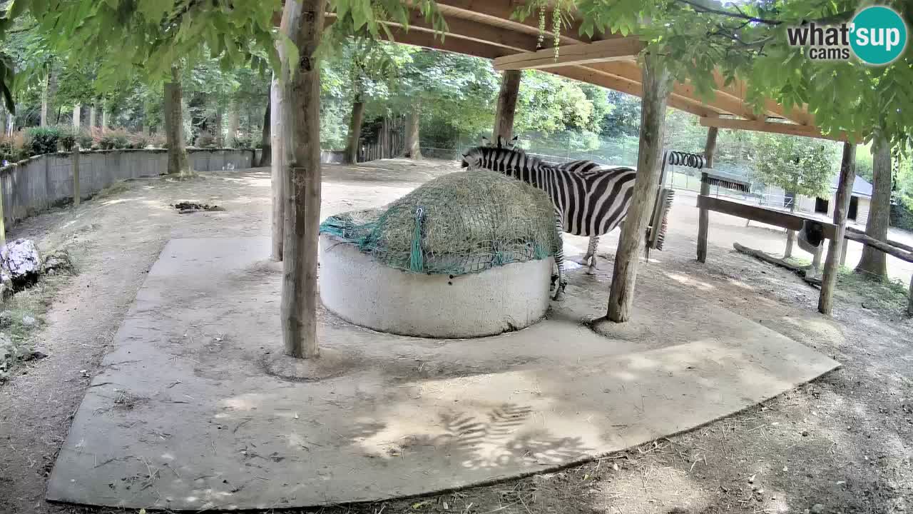 Le Zebre nello ZOO di Ljubljana – Slovenia Live webcam