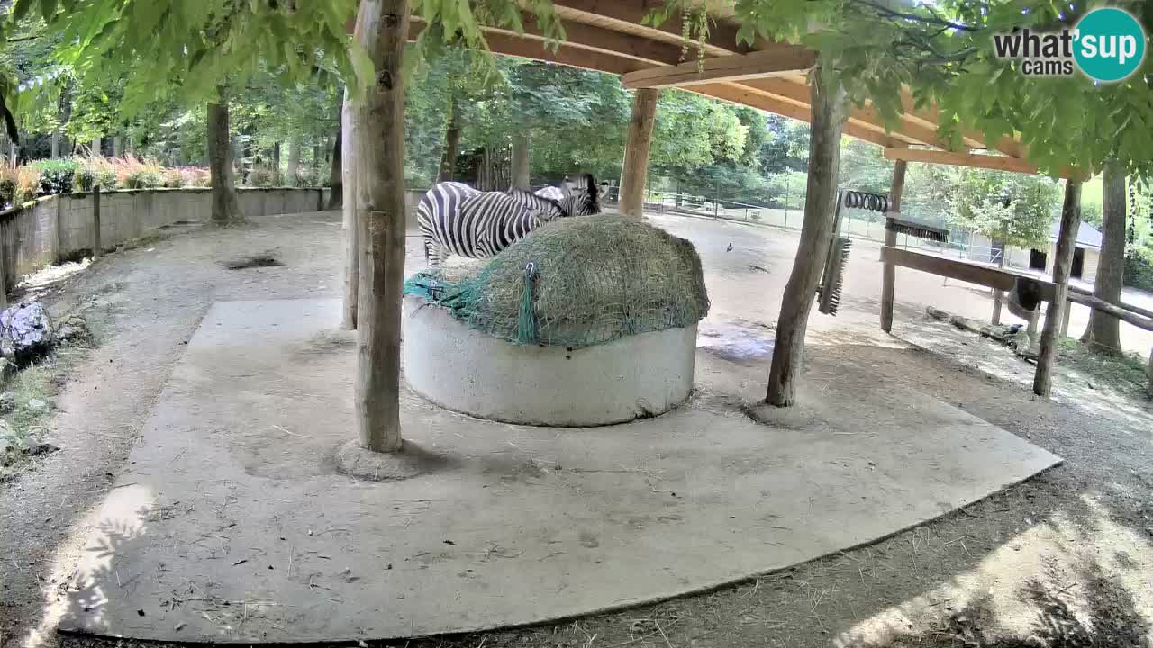 Camera en vivo Cebras in Ljubljana ZOO – Eslovenia