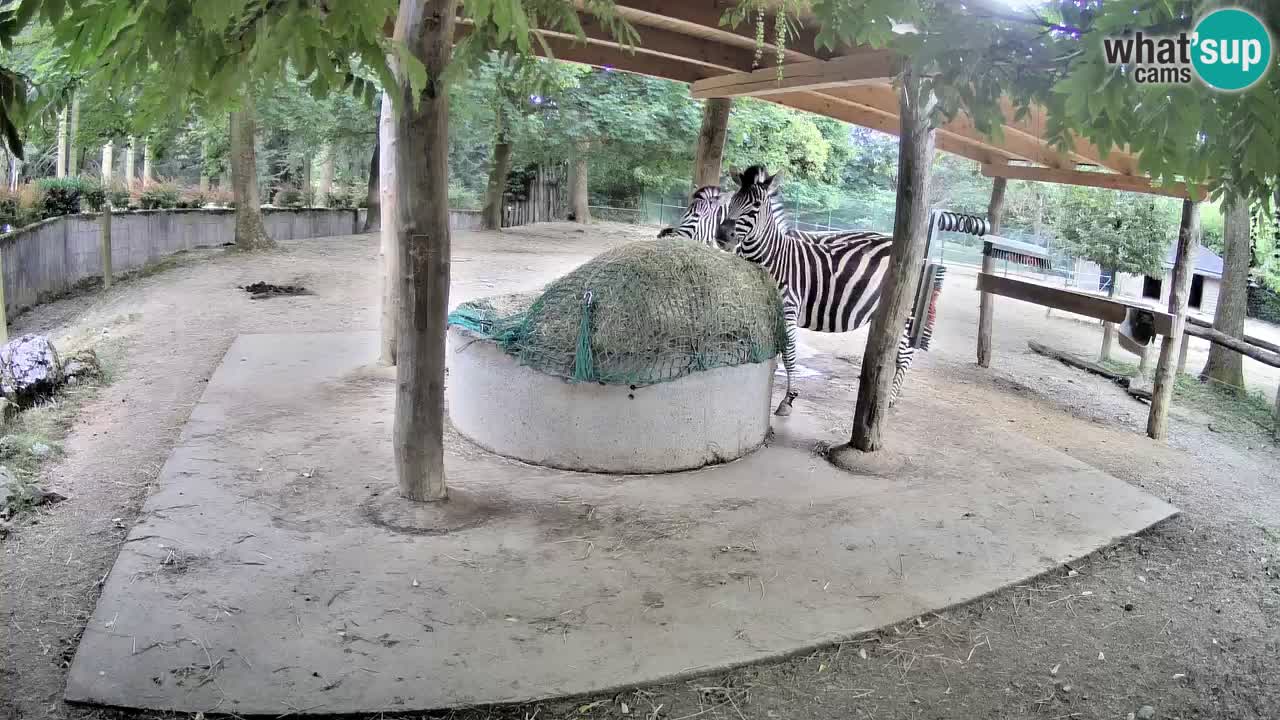 Le Zebre nello ZOO di Ljubljana – Slovenia Live webcam