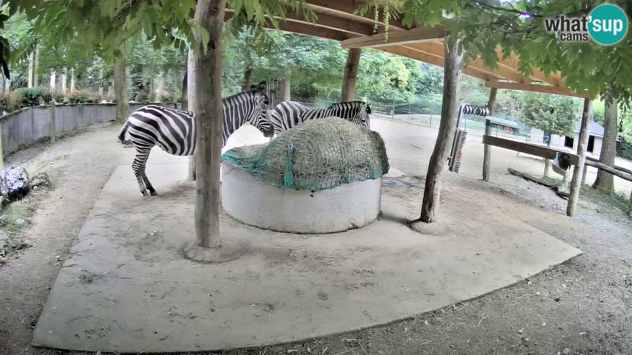 Live webcam Les zèbres in Ljubljana ZOO – Slovénie