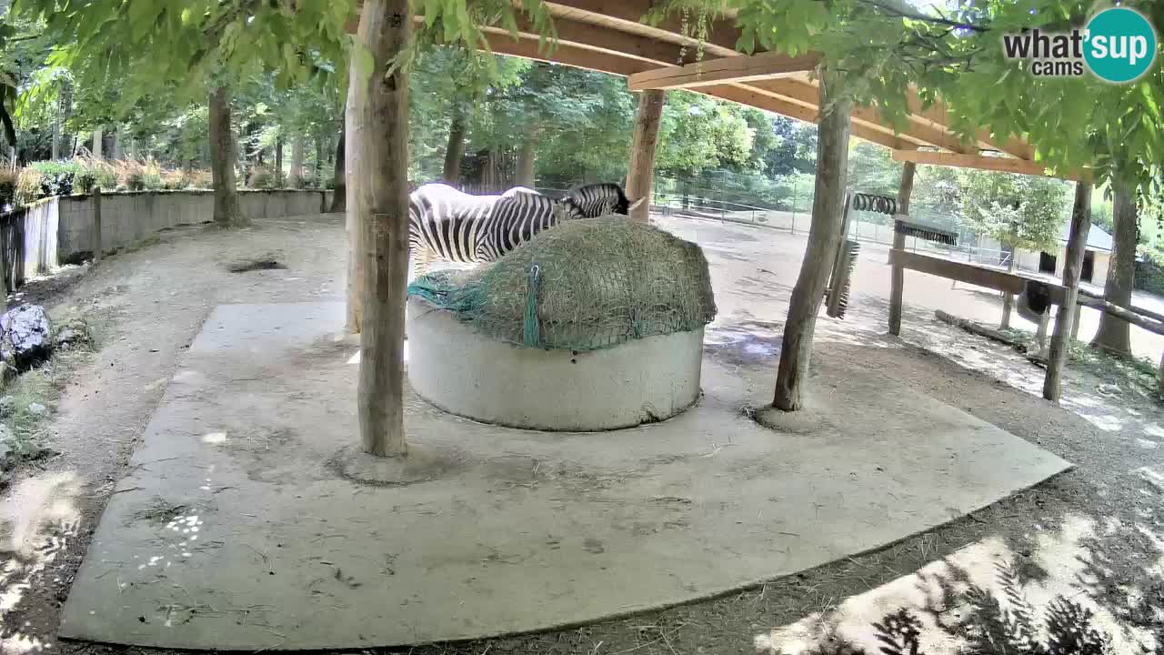 Camera en vivo Cebras in Ljubljana ZOO – Eslovenia