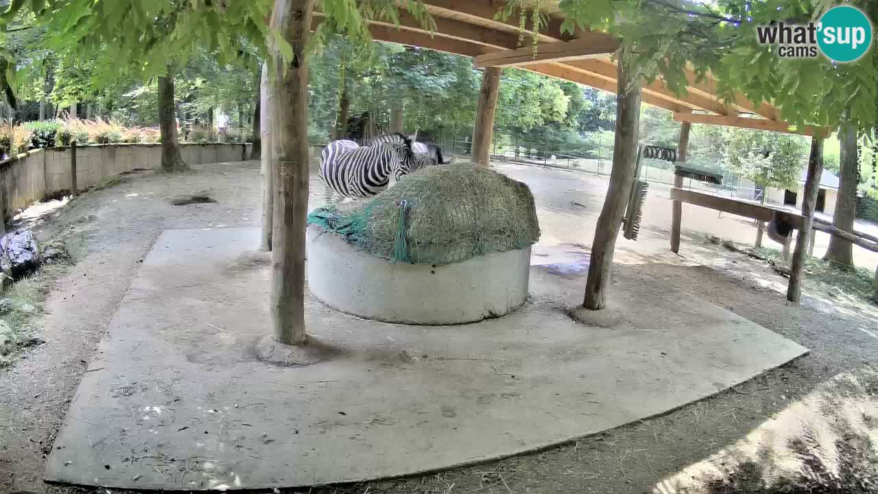 Live Webcam Zebras in Ljubljana ZOO – Slowenien