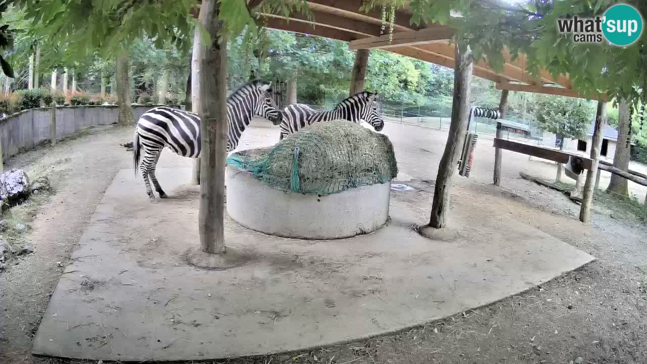 Live webcam Zebras in Ljubljana ZOO – Slovenia