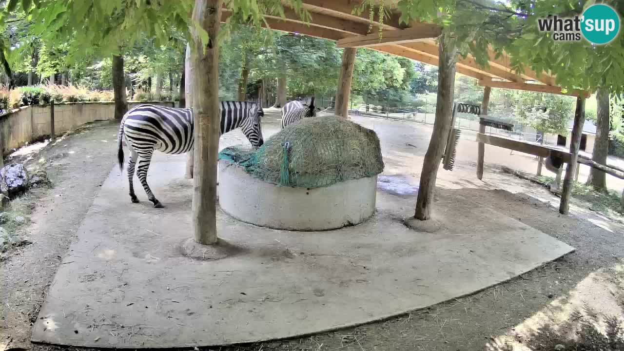 Live webcam Les zèbres in Ljubljana ZOO – Slovénie