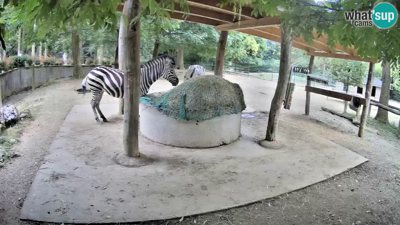 Web kamera uživo Zebras u ZOO Ljubljana – Slovenija