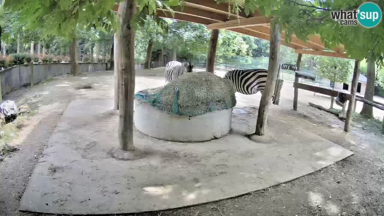 Web kamera uživo Zebras u ZOO Ljubljana – Slovenija