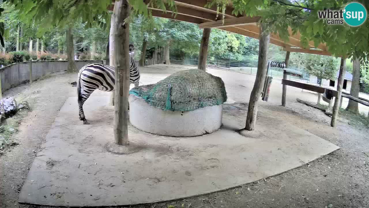 Web kamera uživo Zebras u ZOO Ljubljana – Slovenija