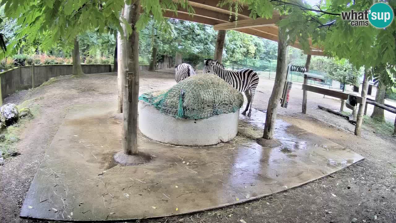 Live webcam Zebras in Ljubljana ZOO – Slovenia