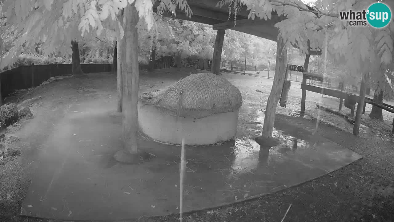 Le Zebre nello ZOO di Ljubljana – Slovenia Live webcam