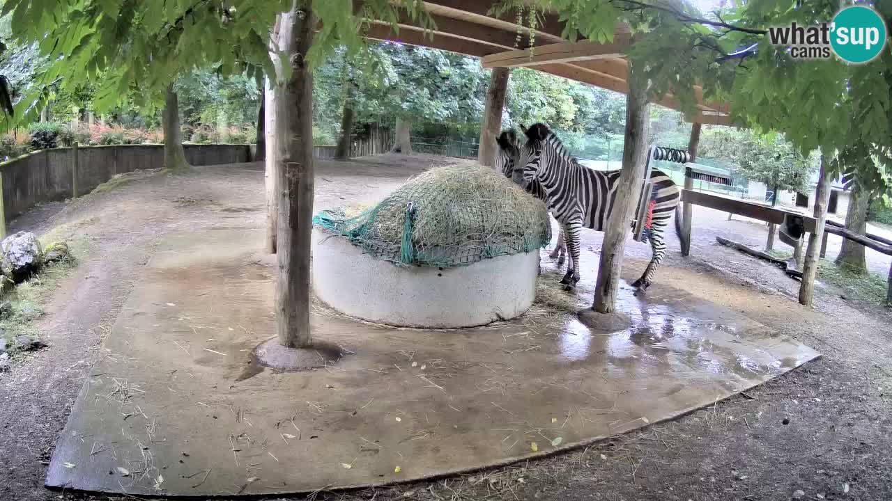 Zebre v živo v živalskem vrtu Ljubljana ZOO spletne kamere