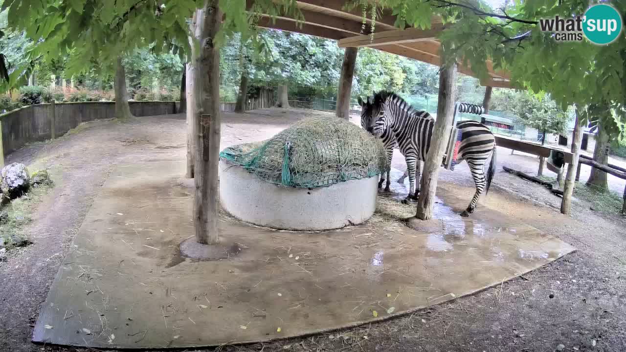 Zebre v živo v živalskem vrtu Ljubljana ZOO spletne kamere
