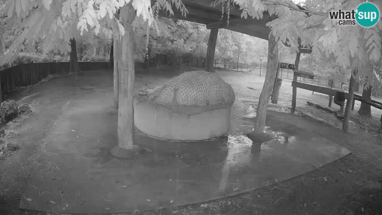 Zebre v živo v živalskem vrtu Ljubljana ZOO spletne kamere