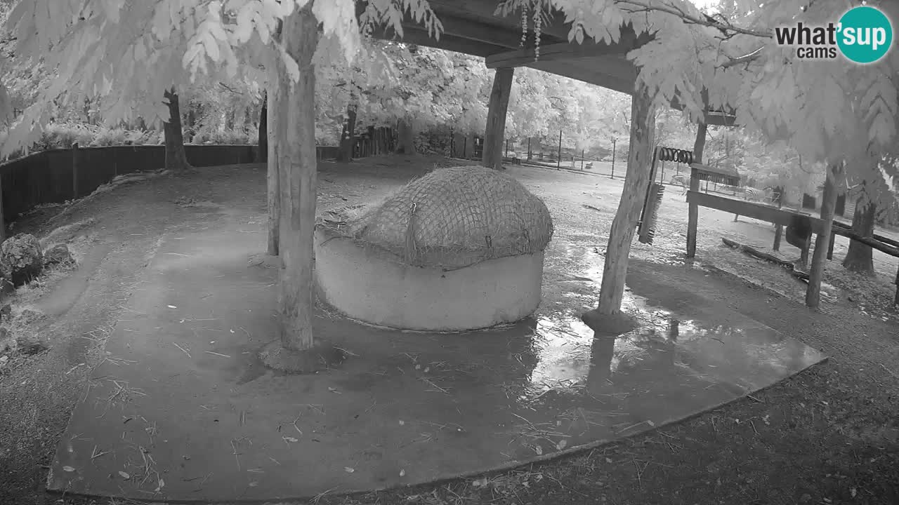 Le Zebre nello ZOO di Ljubljana – Slovenia Live webcam