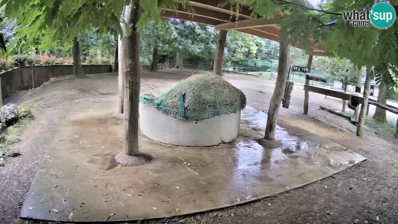 Le Zebre nello ZOO di Ljubljana – Slovenia Live webcam